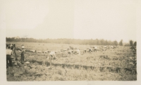 The Alouette Peat Farm c.1940s